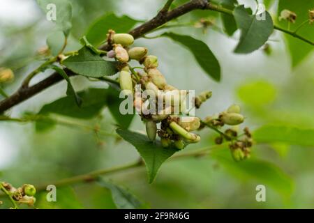 Junge Sprossen wachsen auf dem Baum Stockfoto