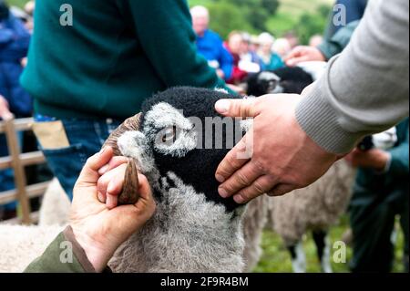 Bauern auf der Muker Show in Swaledale zeigen Schafe. Yorkshire Dales National Park, 2009. Stockfoto