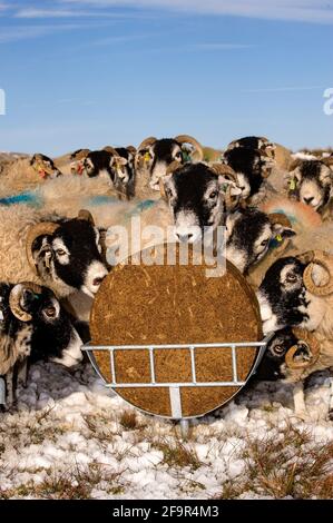 Schafe essen Futterblöcke auf Moor im Winter.Cumbria, Großbritannien. Stockfoto