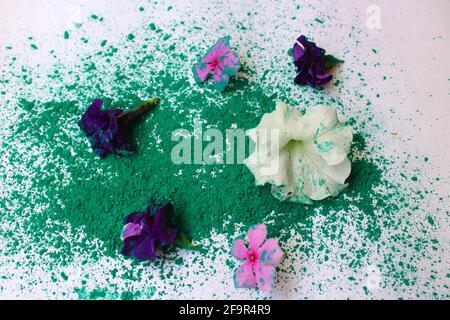 Bunte Blumen und ungiftiges Gulal Pulver zur Feier der Traditionelles indisches Fest von Holi Stockfoto