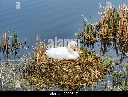 Weiblicher stummer Schwan (Cygnus olor), der auf einem großen Nest im Schilf sitzt, East Lothian, Schottland, Großbritannien Stockfoto