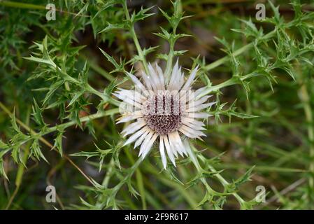 Flower Head & Spiky Leaves of stemless Carline Thistle, Carlina acaulis, aka Zwerg Carline Thistle oder Silver Thistle Stockfoto