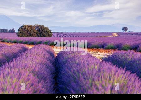 Provence, Plateau De Valensole. Lavendelfelder in voller Blüte und Landschaft. Stockfoto