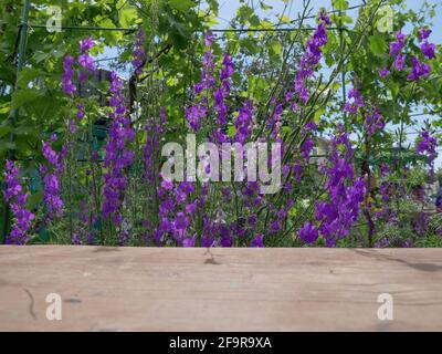 Schöne violette Delphinium Consolida (Consolida regalis) Blumen blühen hinter dem rauen rustikalen Holztisch auf dem Land. Stockfoto