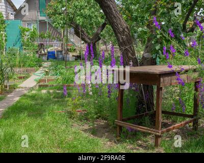 Schöne violette Delphinium Consolida (Consolida regalis) blüht in der Nähe des rauen rustikalen Holztisches in einem Landhausgarten. Stockfoto