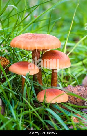 Zimt Webcap Cortinarius cinnamomeus Pilz wächst im Gras in der Highlands of Scotland Stockfoto