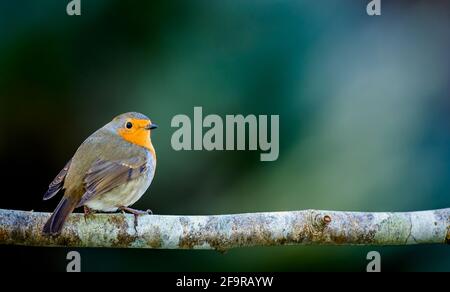 Robin Erithacus rubecula thront auf einem kleinen Ast Stockfoto