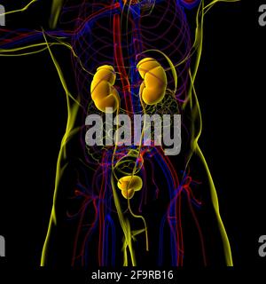 Human Harn System Nieren mit Blase Anatomie für Medical Concept 3D Illustration Stockfoto