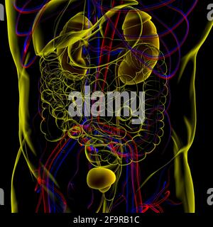 Human Harn System Nieren mit Blase Anatomie für Medical Concept 3D Illustration Stockfoto