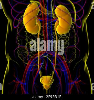 Human Harn System Nieren mit Blase Anatomie für Medical Concept 3D Illustration Stockfoto