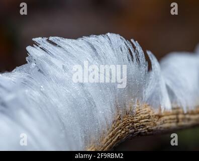 Hair Ice auf verrottenden brich-Zweigen. Das Haareis entsteht, wenn der Pilz Exidiopsis effusa unter kalten Bedingungen wächst. Das Haareis ähnelt dem Haar von cand Stockfoto
