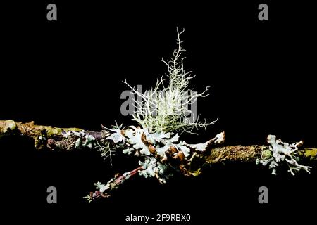 Lichen Usnea subfloridana auch als Bartflechte oder Baummoos bekannt. Wächst auf kleinen Baumzweigen, aufgenommen unter Studiobedingungen. Stockfoto