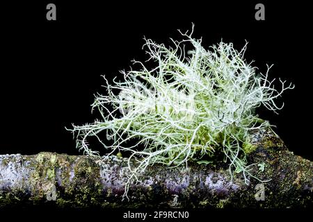 Lichen Usnea subfloridana auch als Bartflechte oder Baummoos bekannt. Wächst auf kleinen Baumzweigen, aufgenommen unter Studiobedingungen. Stockfoto