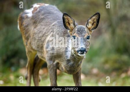 Weibchen oder Rehwild Capreolus capreolus Ihr Fell oder Pelage ist im Prozess der Mauser (Mauser) oder Veränderung. Highlands of Scotland Stockfoto