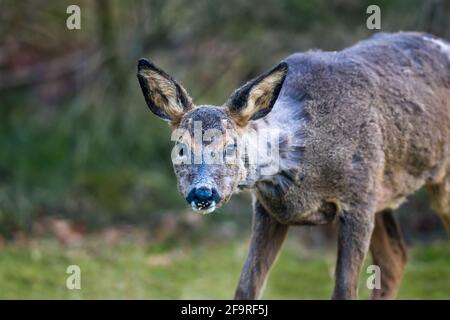 Weibchen oder Rehwild Capreolus capreolus Ihr Fell oder Pelage ist im Prozess der Mauser (Mauser) oder Veränderung. Highlands of Scotland Stockfoto