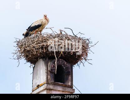 Die österreichische Stadt Rust am neusiedler See ist berühmt für ihre Störche, die während der Sommersaison auf Kaminen heimischer Häuser brüten. Stockfoto