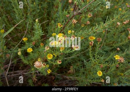 Limbarda crithmoides gelber Blütenstand Stockfoto