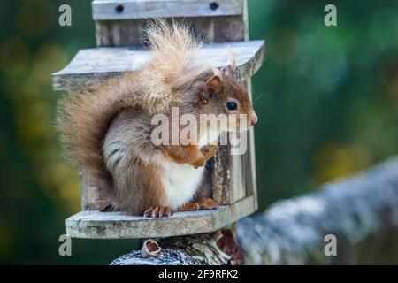 Weibliche Rothörnchen Sciurus vulgaris füttern von einem Eichhörnchen Fütterung Box in einem Garten in den Highlands von Schottland Stockfoto