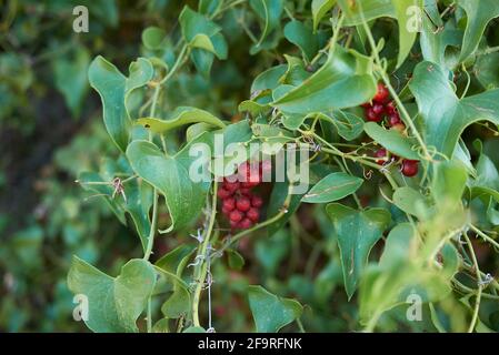 Smilax aspera Zweig Nahaufnahme mit frischem Obst Stockfoto