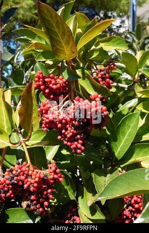 Viburnum odoratissimum rote Frucht aus nächster Nähe Stockfoto