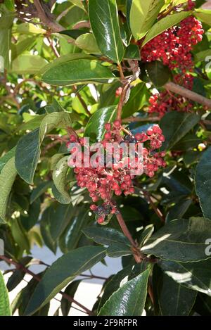 Viburnum odoratissimum rote Frucht aus nächster Nähe Stockfoto