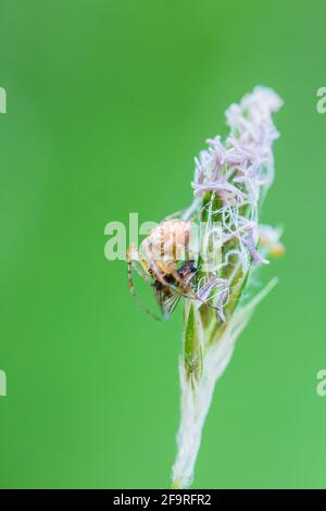 Gemeine Ord-Weberspinne Metellina segmentata auf einem Grassamen Kopf mit einer gefangenen Fliege in den Highlands von Schottland Stockfoto