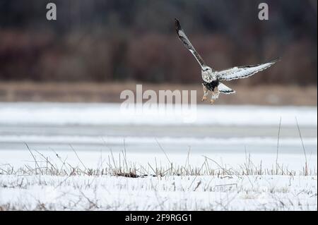 Rauer Falke im Flug im Winter Stockfoto