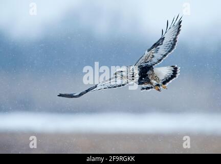 Rauer Falke im Flug im Winter Stockfoto