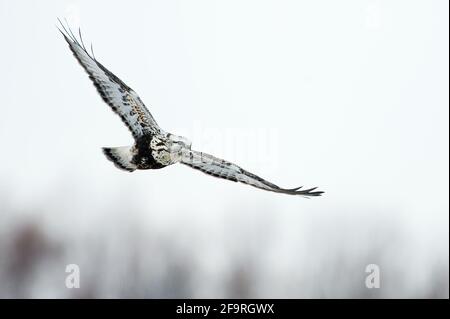 Rauer Falke im Flug im Winter Stockfoto