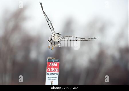 Rauer Falke im Flug im Winter Stockfoto