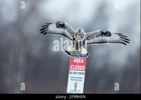 Rauer Falke im Flug im Winter Stockfoto