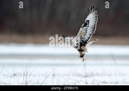 Rauer Falke mit Wühlmaus im Flug im Winter Stockfoto