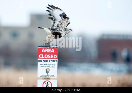 Rauer Falke im Flug im Winter Stockfoto