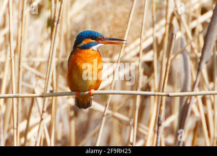 Ein gewöhnlicher Kingfischer (alcedo atthis) im Reed, Heilbronn, Deutschland Stockfoto