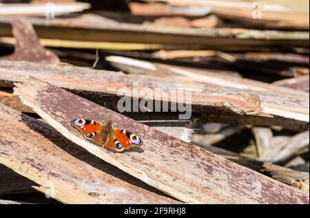 Hochwinkelblick auf PfauenSchmetterling auf Holz in einem Garten in großbritannien Stockfoto