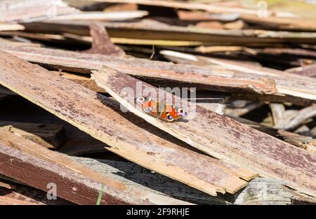 Hochwinkelblick auf PfauenSchmetterling auf Holz in einem Garten in großbritannien Stockfoto