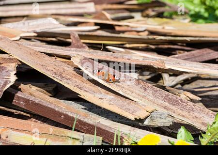 Hochwinkelblick auf PfauenSchmetterling auf Holz in einem Garten in großbritannien Stockfoto