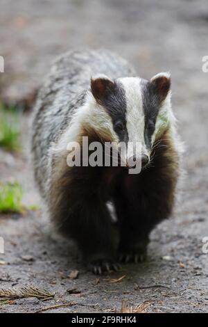 Europäischer Dachs (Meles meles), der im Frühjahr auf Nahrungssuche ist Stockfoto