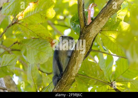 Weißkehliger Affe (Cercopithecus albogularis) in einem Baum, Kenia, Afrika Stockfoto