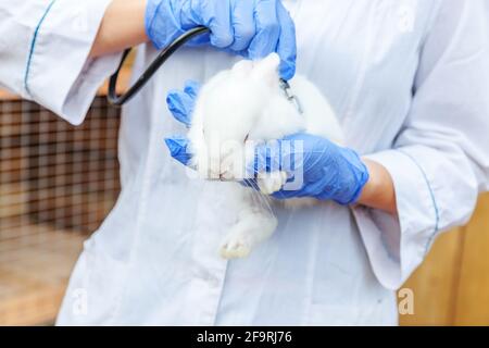 Tierärztin mit Stethoskop, die Kaninchen auf Ranch-Hintergrund hält und untersucht, aus nächster Nähe. Bunny in den Tierärzten zum Aufchecken in der natürlichen Ökofarm. An Stockfoto