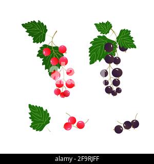 Muster mit schwarzen und roten Johannisbeeren. Sommer-Illustration mit Beeren. Stock Vektor