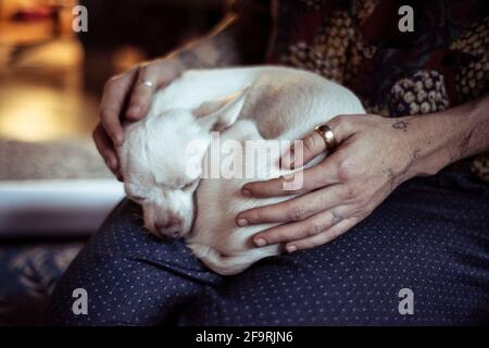 Kleine niedliche weiße chihuahua Locken im Ball auf dem Schoß mit Liebe Hände nach Hause Stockfoto