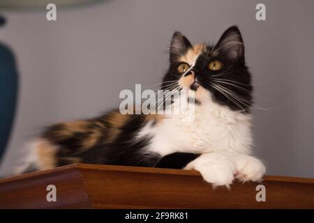 Süße Katze, Schildpatt und weiße Katze. Weibliche Lapjeskat. Calico Katze. Stockfoto