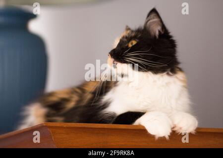 Süße Katze, Schildpatt und weiße Katze. Weibliche Lapjeskat. Calico Katze. Stockfoto