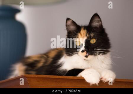 Süße Katze, Schildpatt und weiße Katze. Weibliche Lapjeskat. Calico Katze. Stockfoto