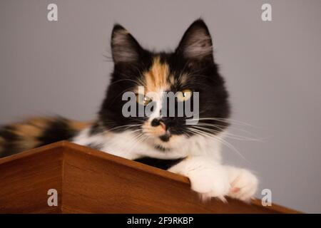 Süße Katze, Schildpatt und weiße Katze. Weibliche Lapjeskat. Calico Katze. Stockfoto