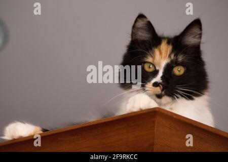 Süße Katze, Schildpatt und weiße Katze. Weibliche Lapjeskat. Calico Katze. Stockfoto