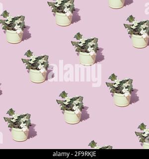 Minimale Zusammensetzung violetter Blumentopf auf hellem pastellblauen und rosa Hintergrund. Morgenkonzept für den Frühling Stockfoto