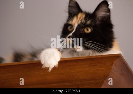 Süße Katze, Schildpatt und weiße Katze. Weibliche Lapjeskat. Calico Katze. Stockfoto