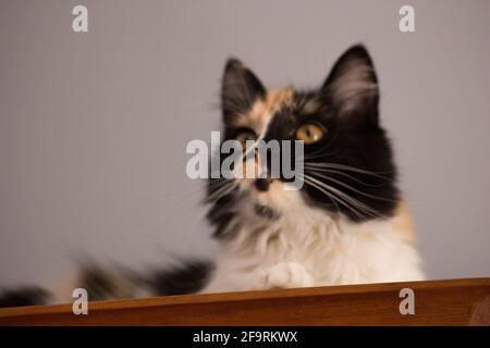 Süße Katze, Schildpatt und weiße Katze. Weibliche Lapjeskat. Calico Katze. Stockfoto